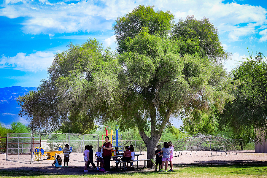 Students play under a big tree